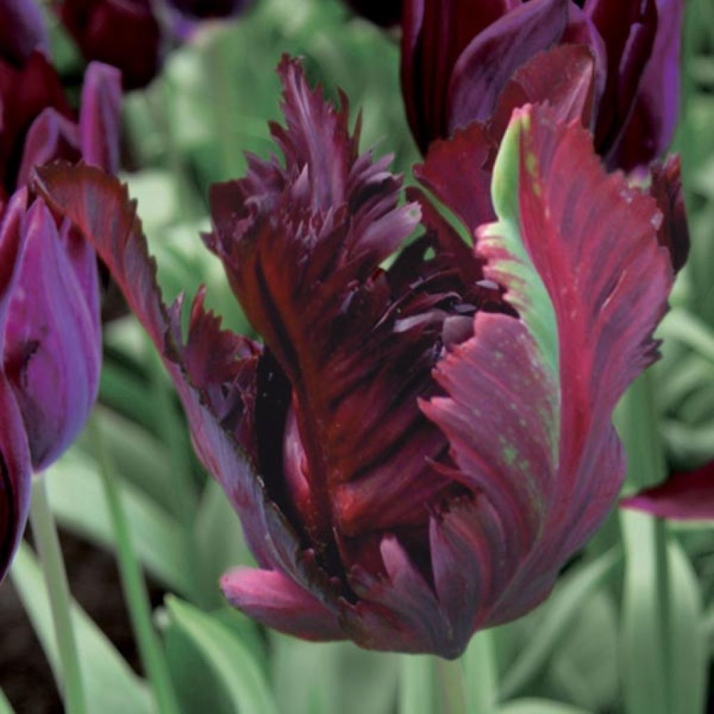 Tulipe Perroquet Black Parrot