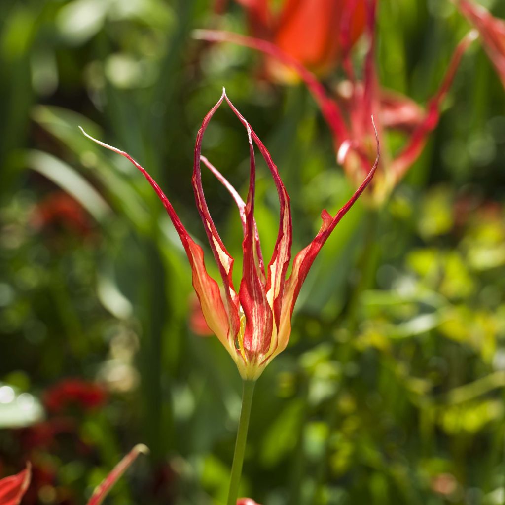 Tulipa acuminata - Horntulpe