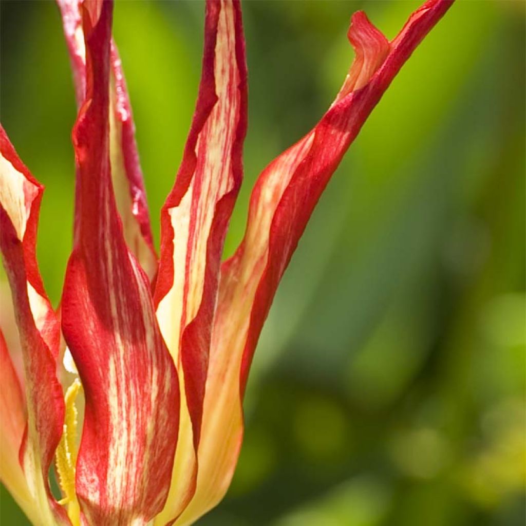 Tulipa acuminata - Horntulpe