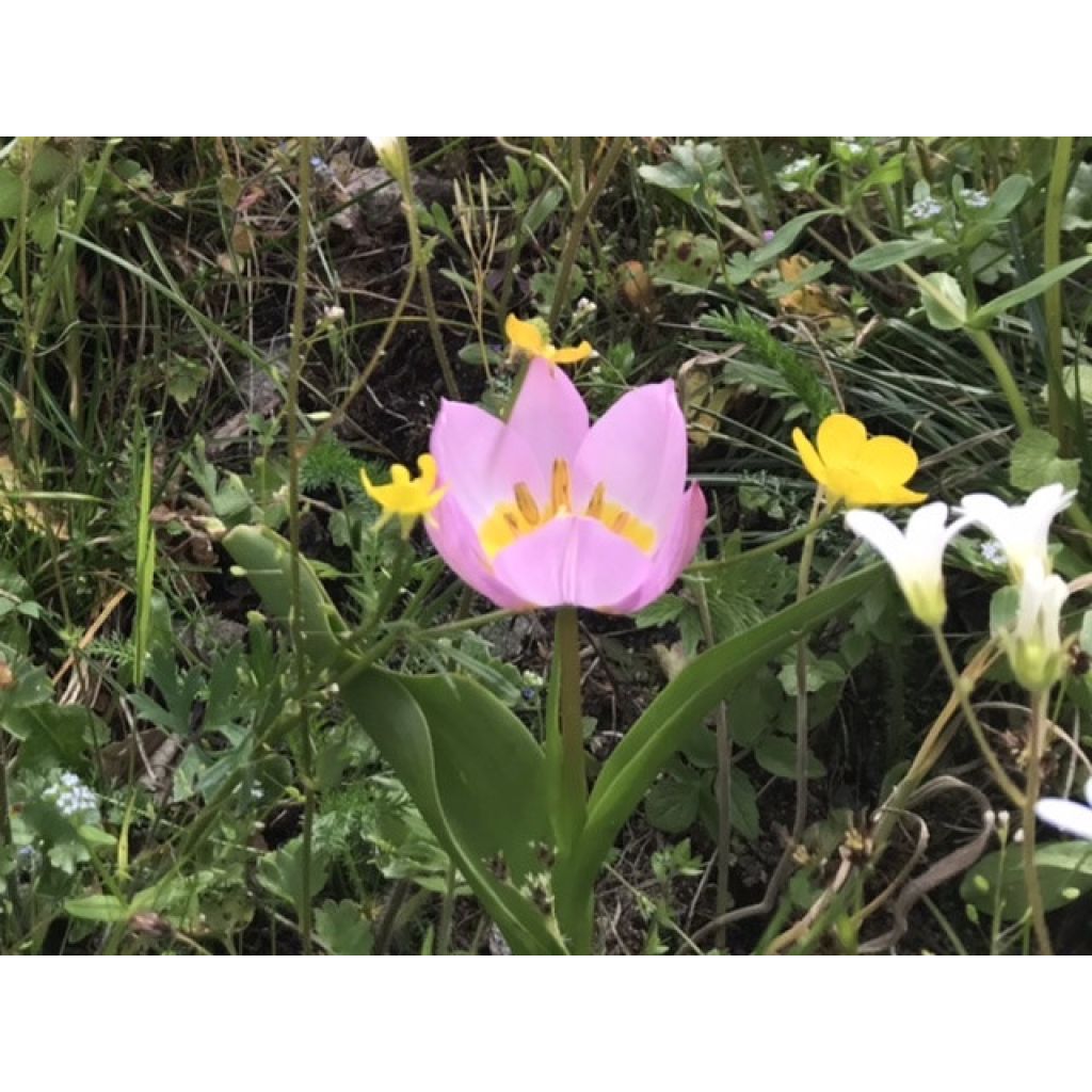 Tulipa bakeri Lilac Wonder - Felsen-Tulpe