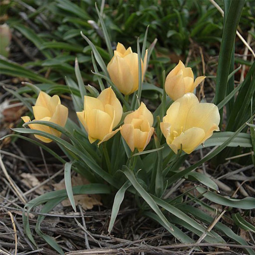 Tulipa batalinii Bright Gem - Leinblättrige Tulpe