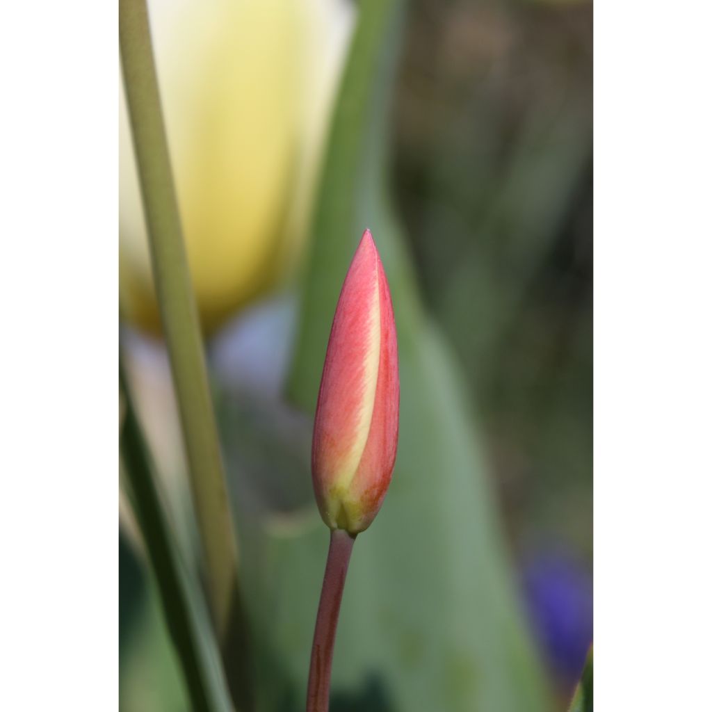 Tulipa clusiana Cynthia - Clusius-Tulpe