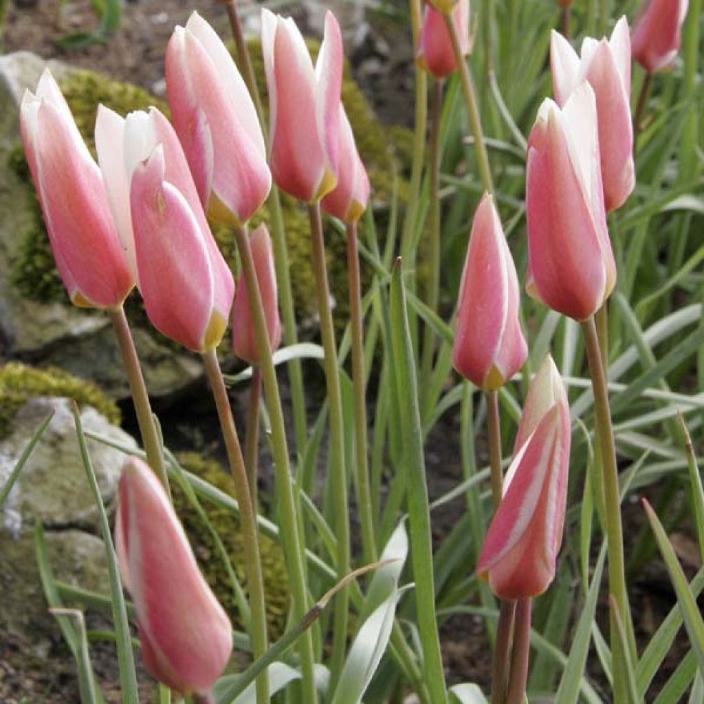 Tulipe botanique clusiana Lady Jane