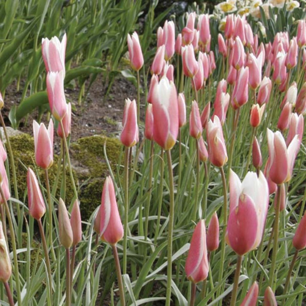 Tulipe Clusiana Lady Jane