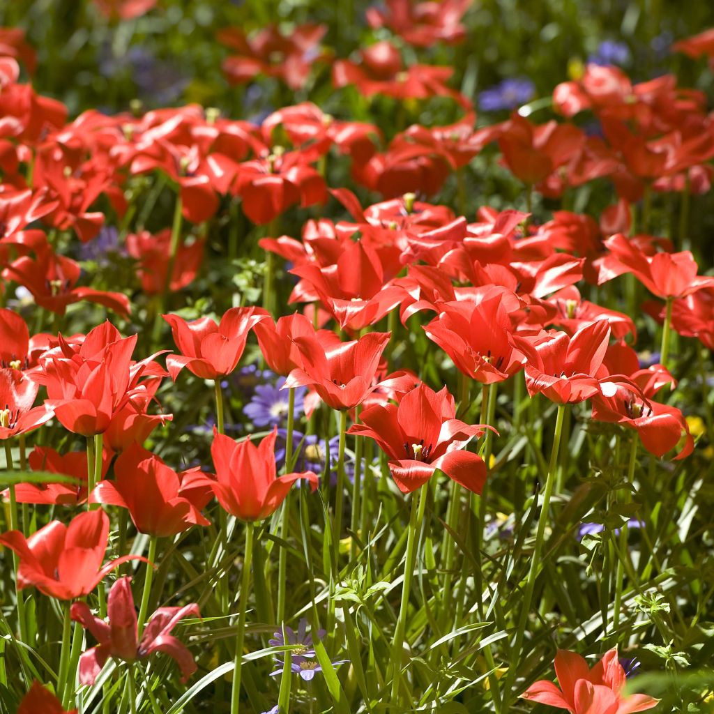 Tulipa linifolia - Leinblättrige Tulpe