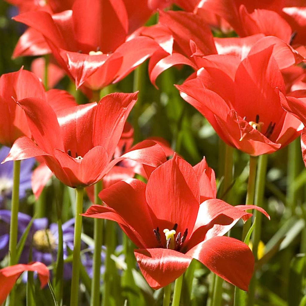 Tulipa linifolia - Leinblättrige Tulpe