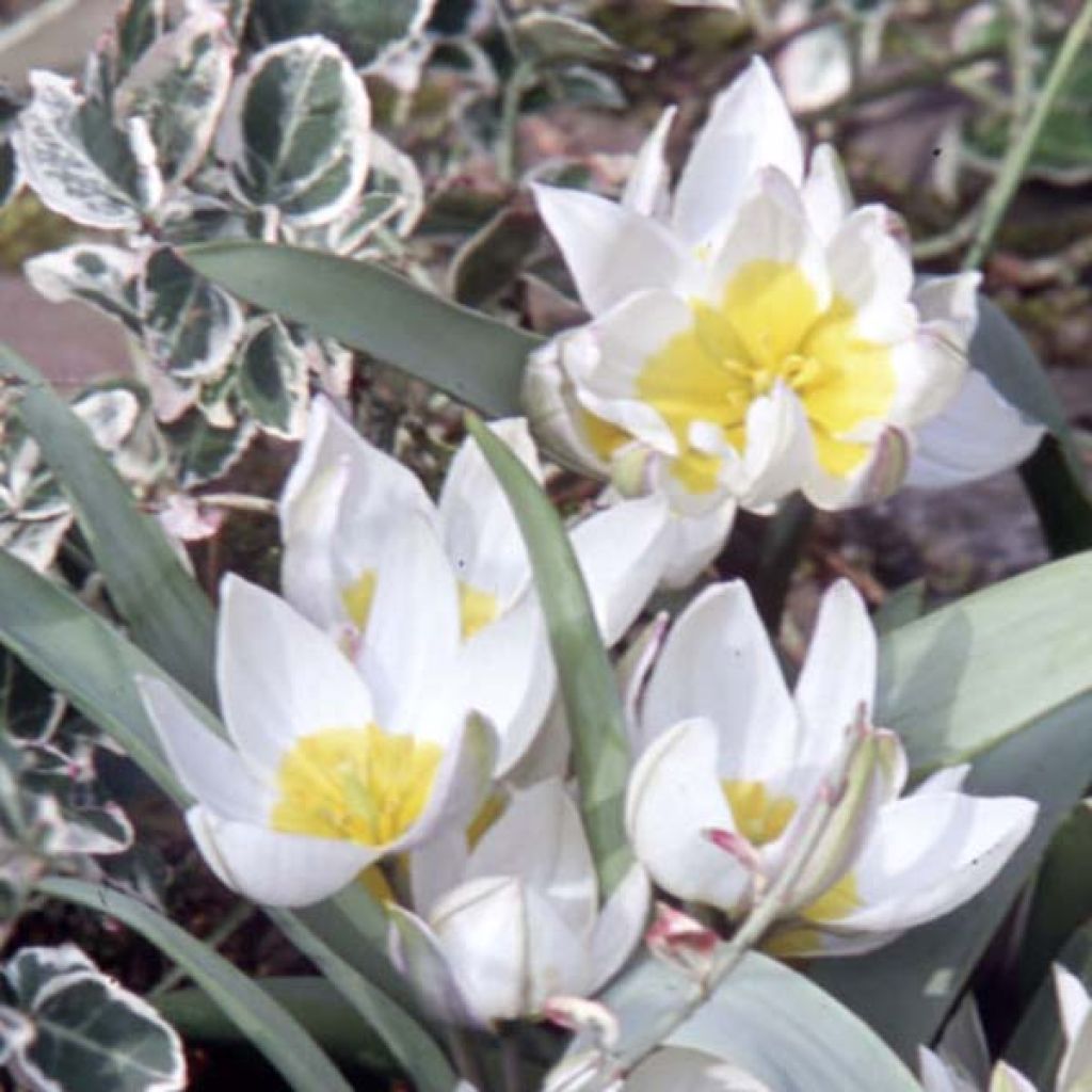 Tulipa polychroma - Zweiblütige Tulpe