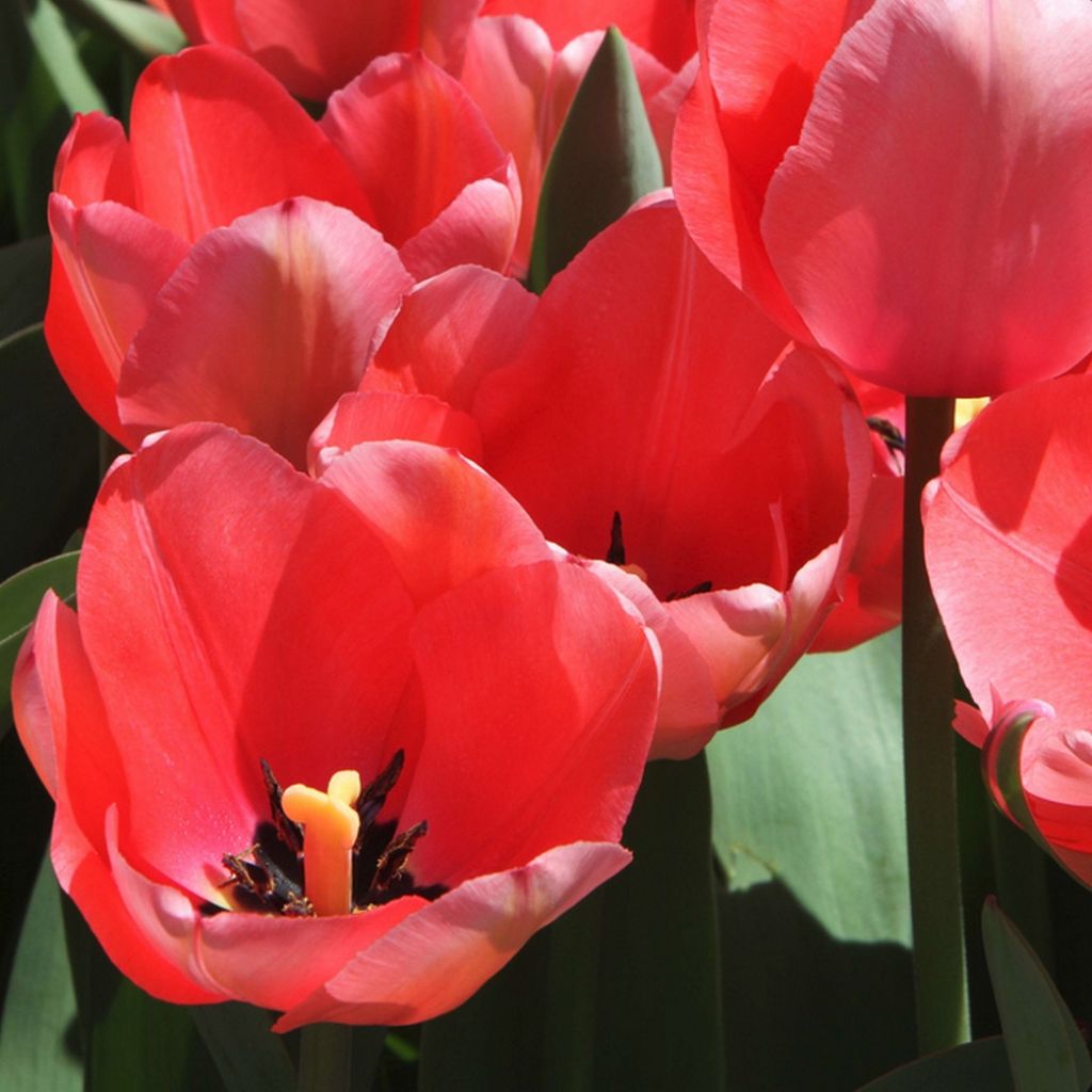 Tulipa praestans Unicum - Vortreffliche Tulpe