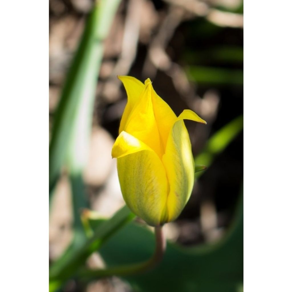 Tulipa sylvestris - Wilde Tulpe