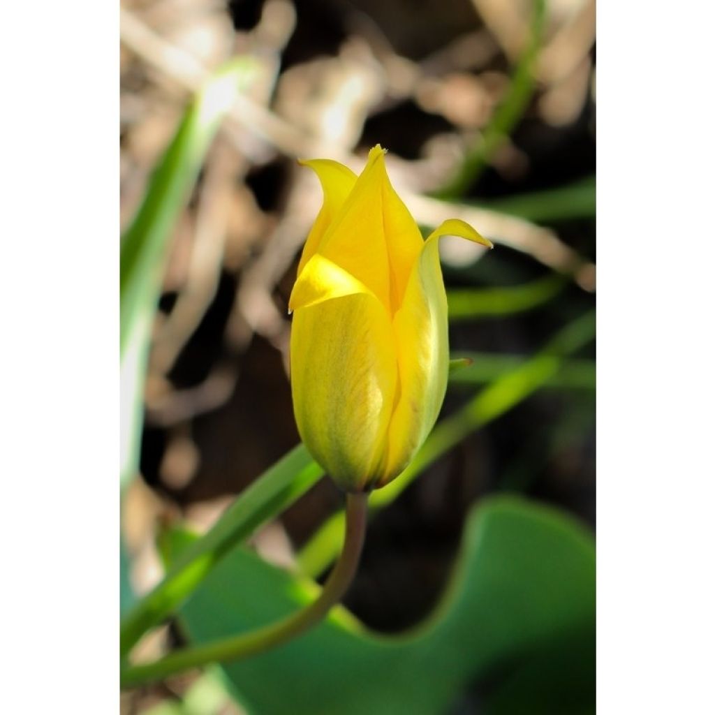 Tulipa sylvestris - Wilde Tulpe