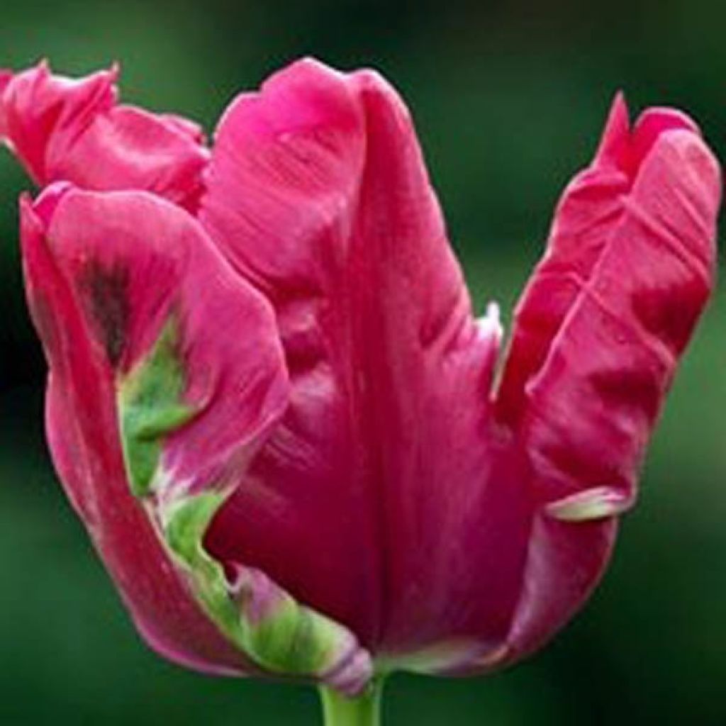 Papageien-Tulpe Cerise Parrot