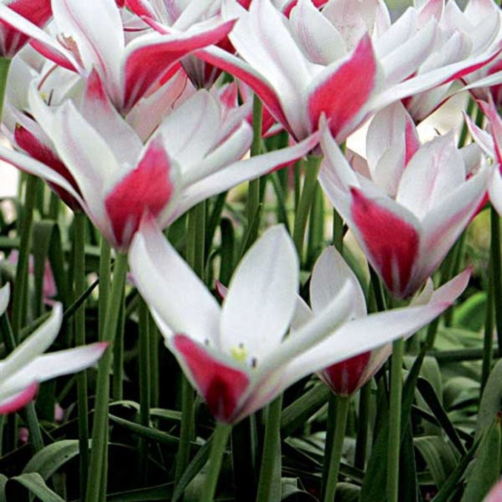 Tulipa clusiana Peppermint Stick - Clusius-Tulpe