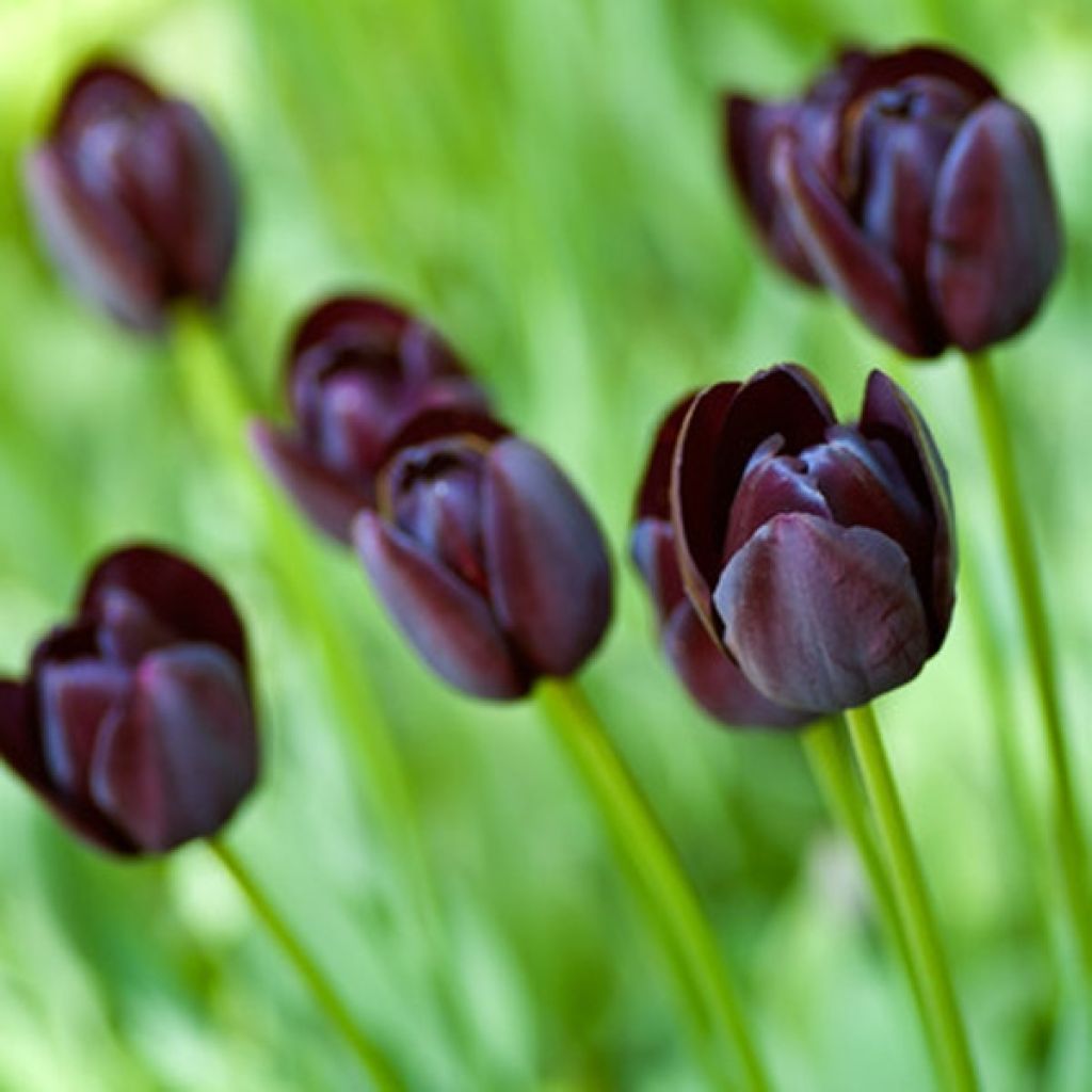 Tulipe simple tardive Reine de la Nuit