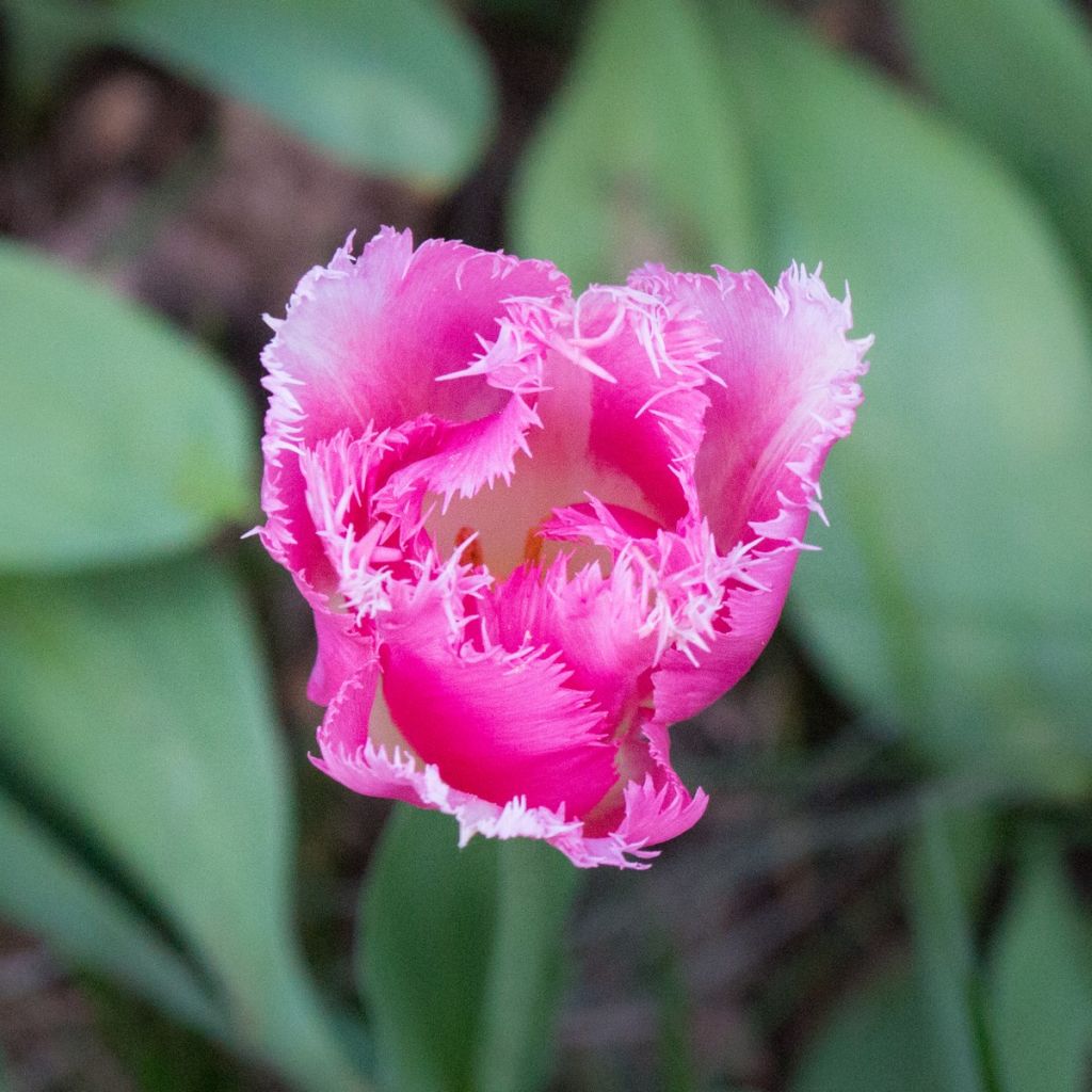 Gefranste Tulpe Huis Ten Bosch