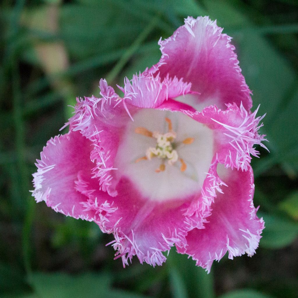 Gefranste Tulpe Huis Ten Bosch