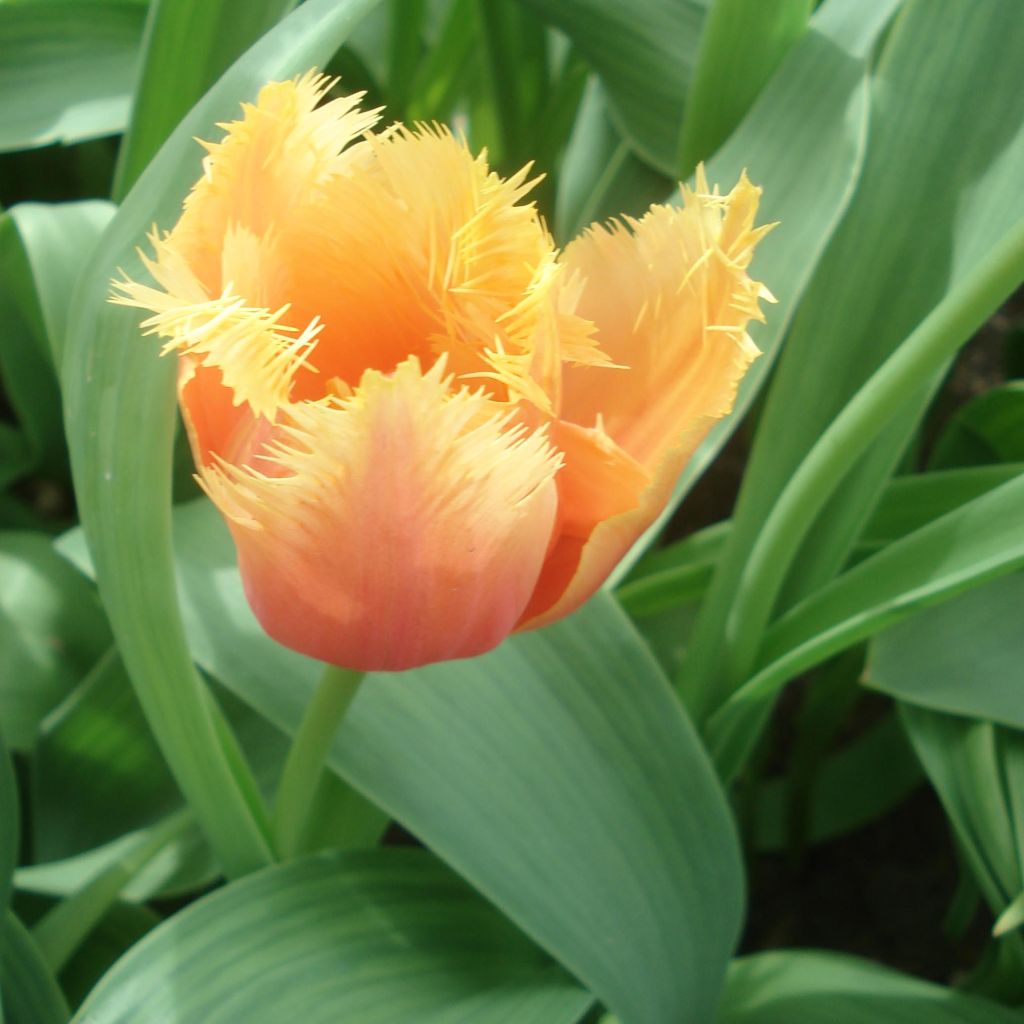 Gefranste Tulpe Lambada