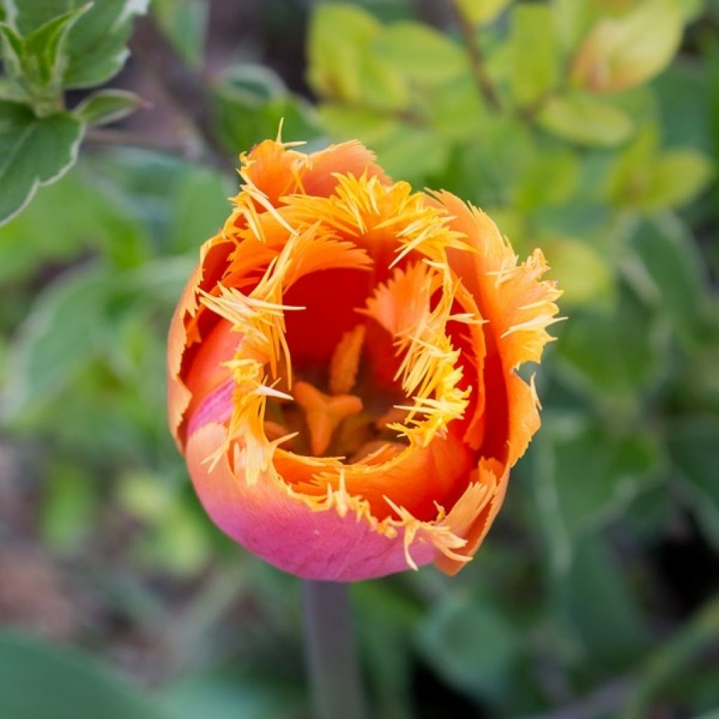 Gefranste Tulpe Lambada