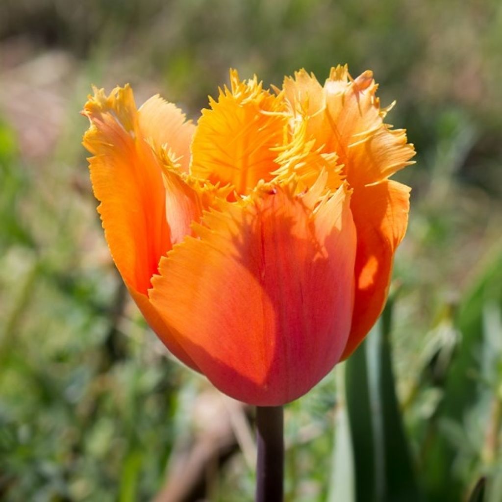 Gefranste Tulpe Lambada