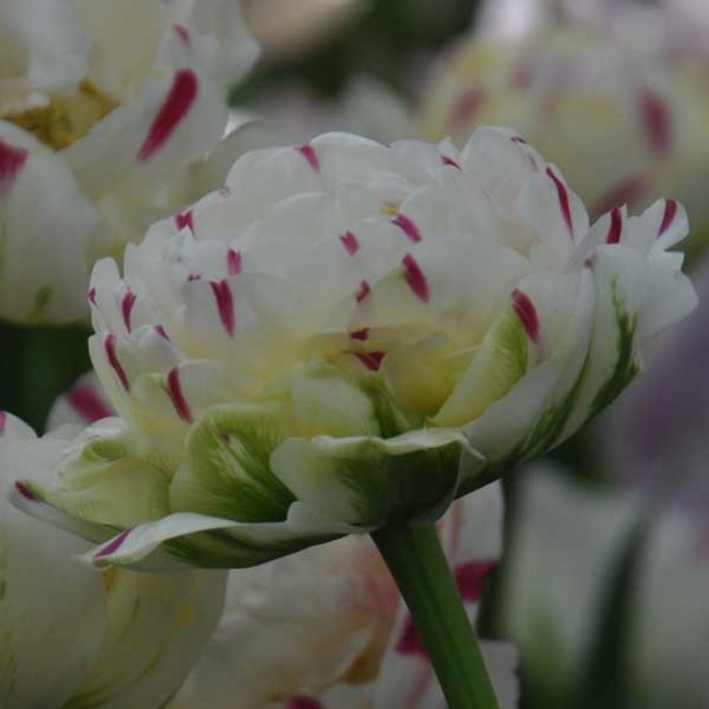 Späte Gefüllte Tulpe Danceline