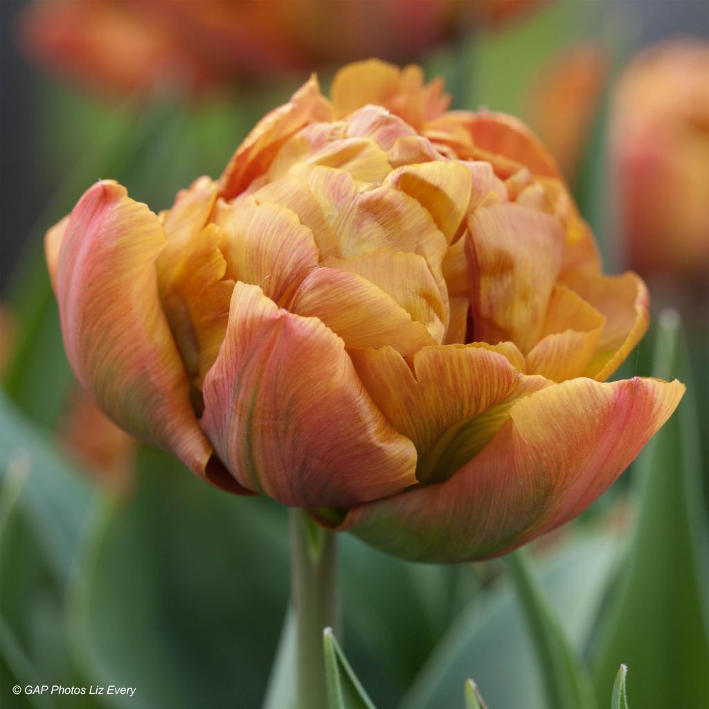 Frühe Gefüllte Tulpe Brownie