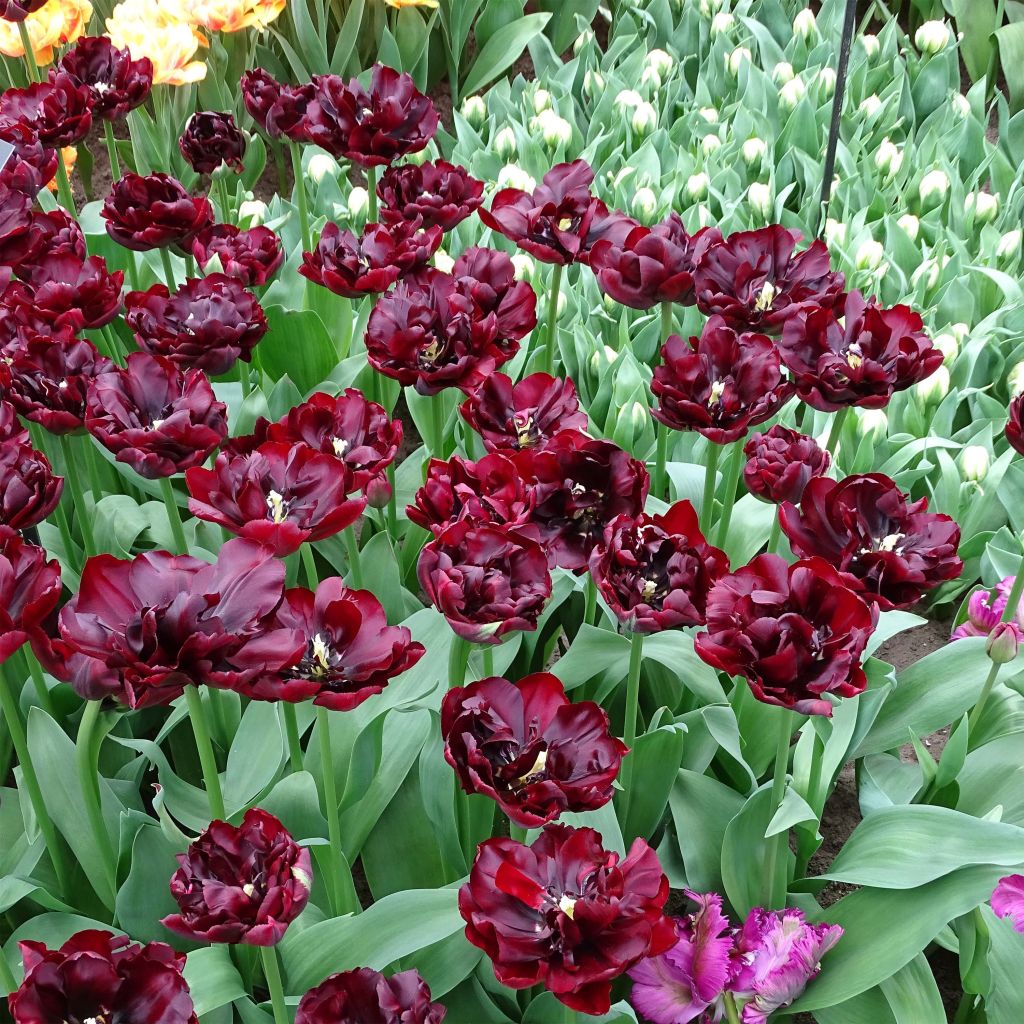 Frühe Gefüllte Tulpe Palmyra