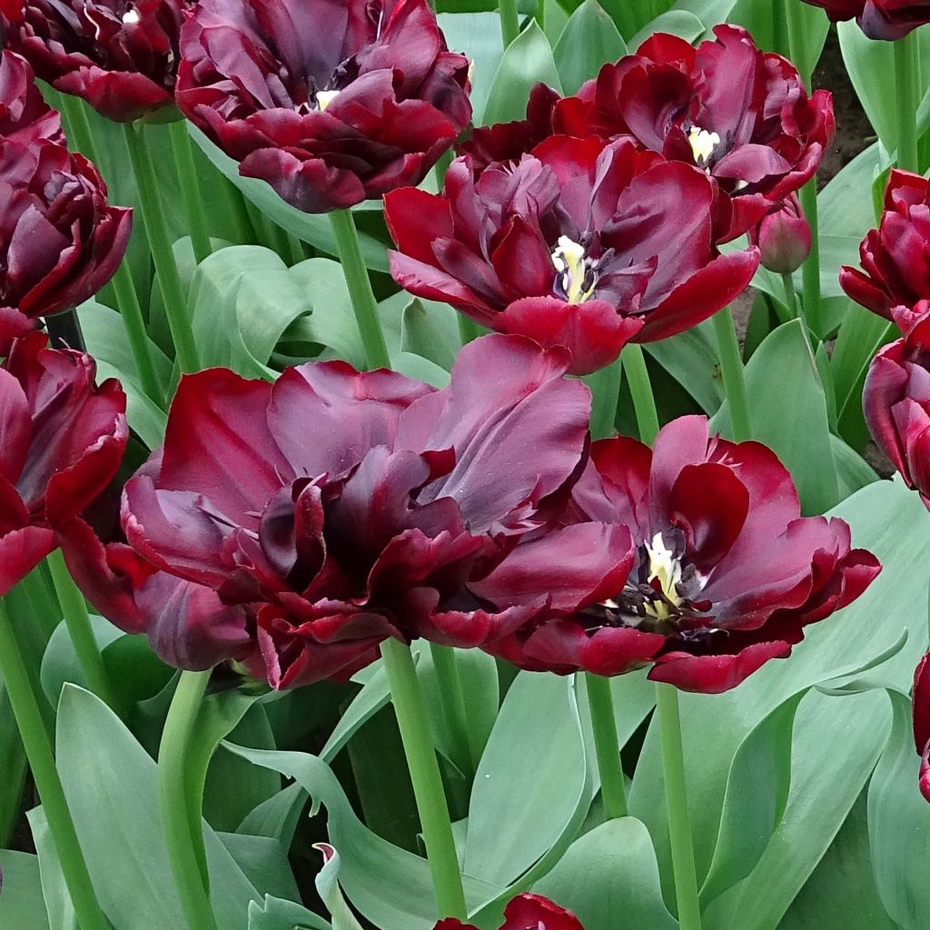 Frühe Gefüllte Tulpe Palmyra