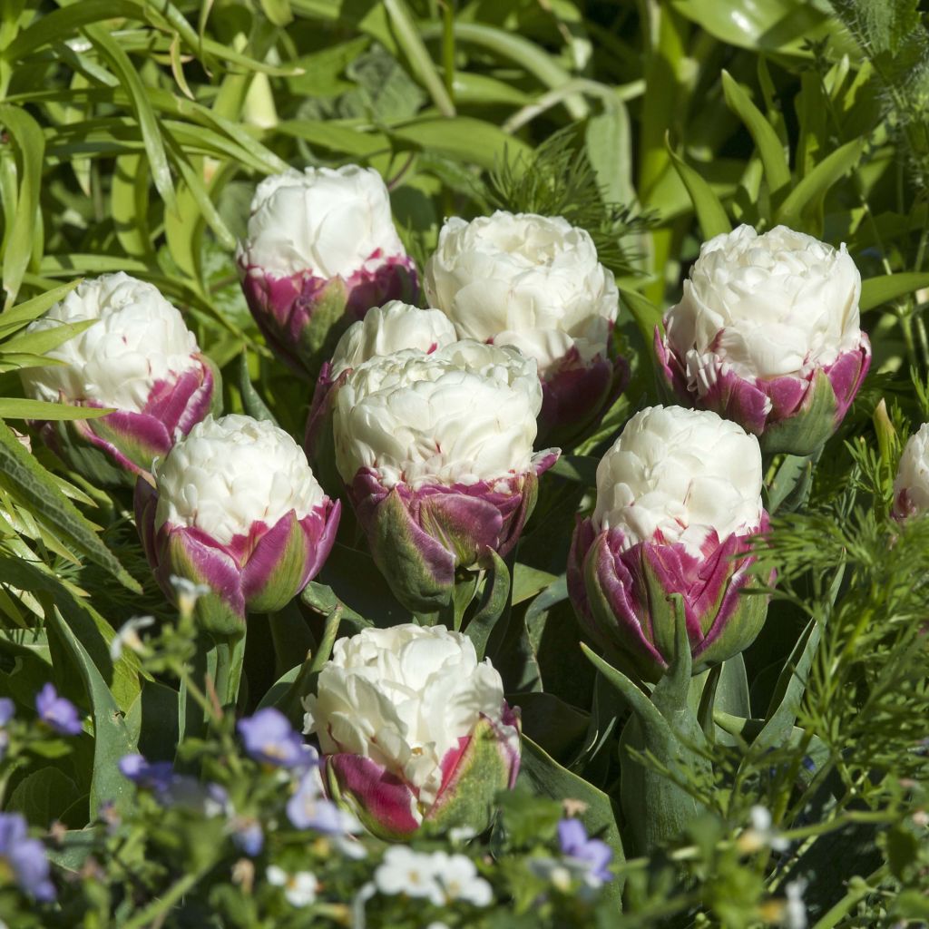 Späte Gefüllte Tulpe Ice Cream