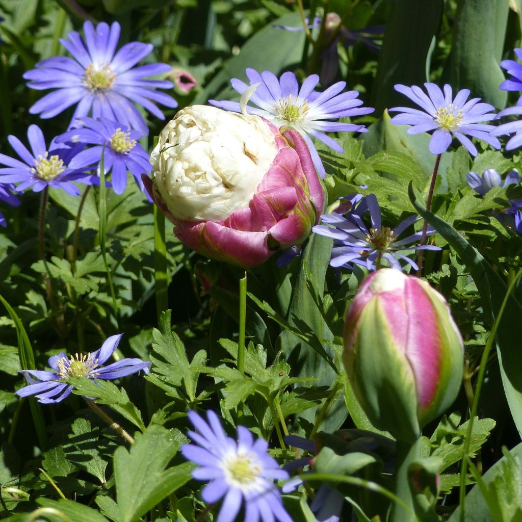 Späte Gefüllte Tulpe Ice Cream