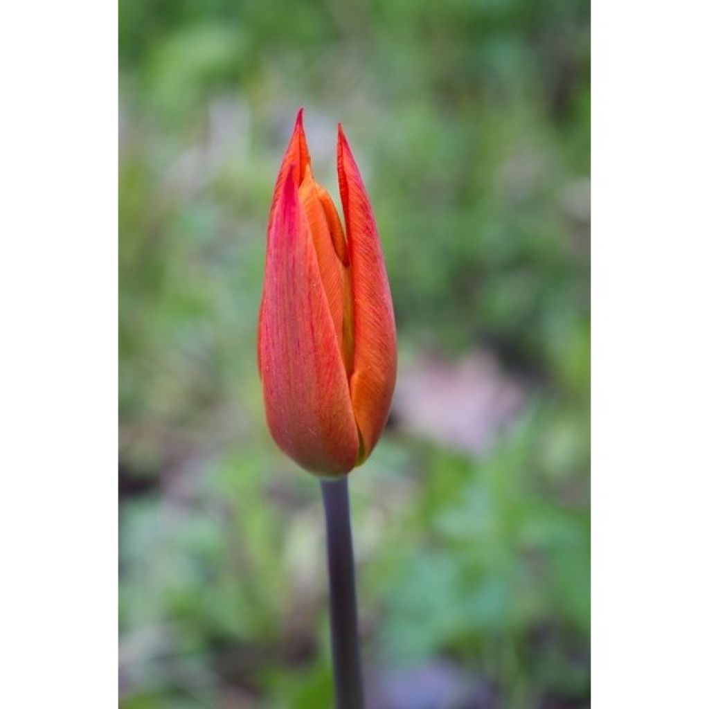 Lilienblütige Tulpe Ballerina