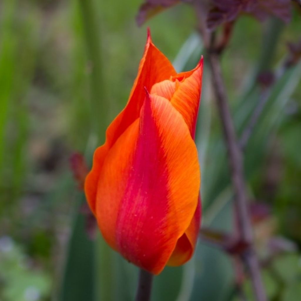 Lilienblütige Tulpe Ballerina