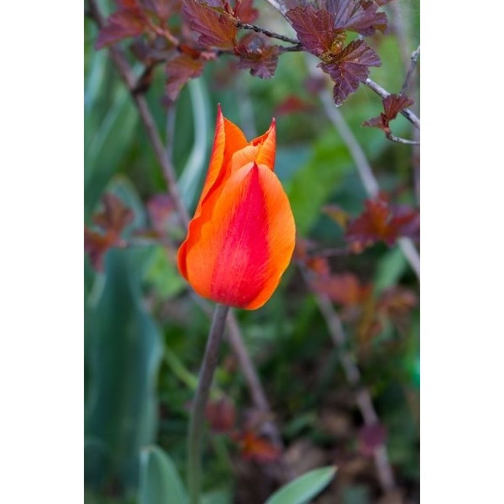 Lilienblütige Tulpe Ballerina