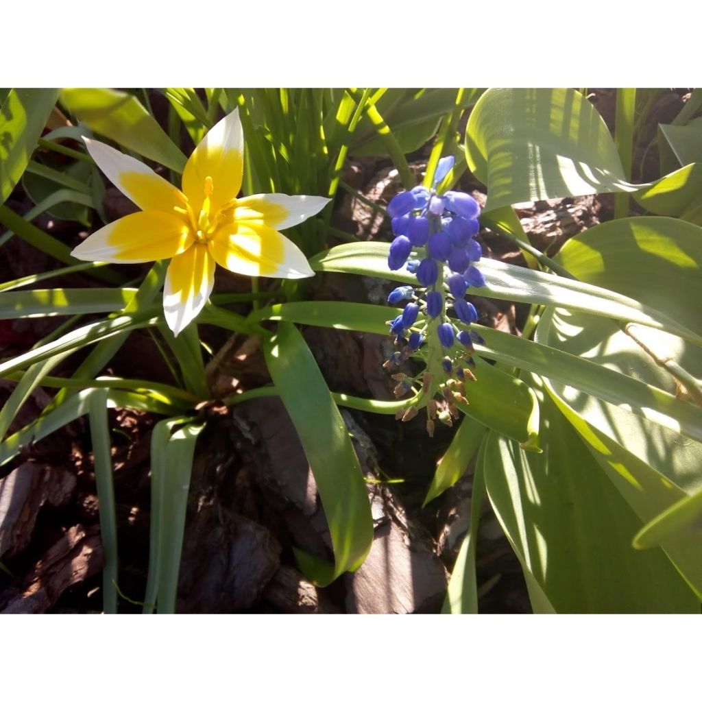 Lilienblütige Tulpe Budlight