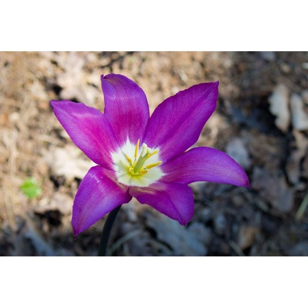 Lilienblütige Tulpe Burgundy