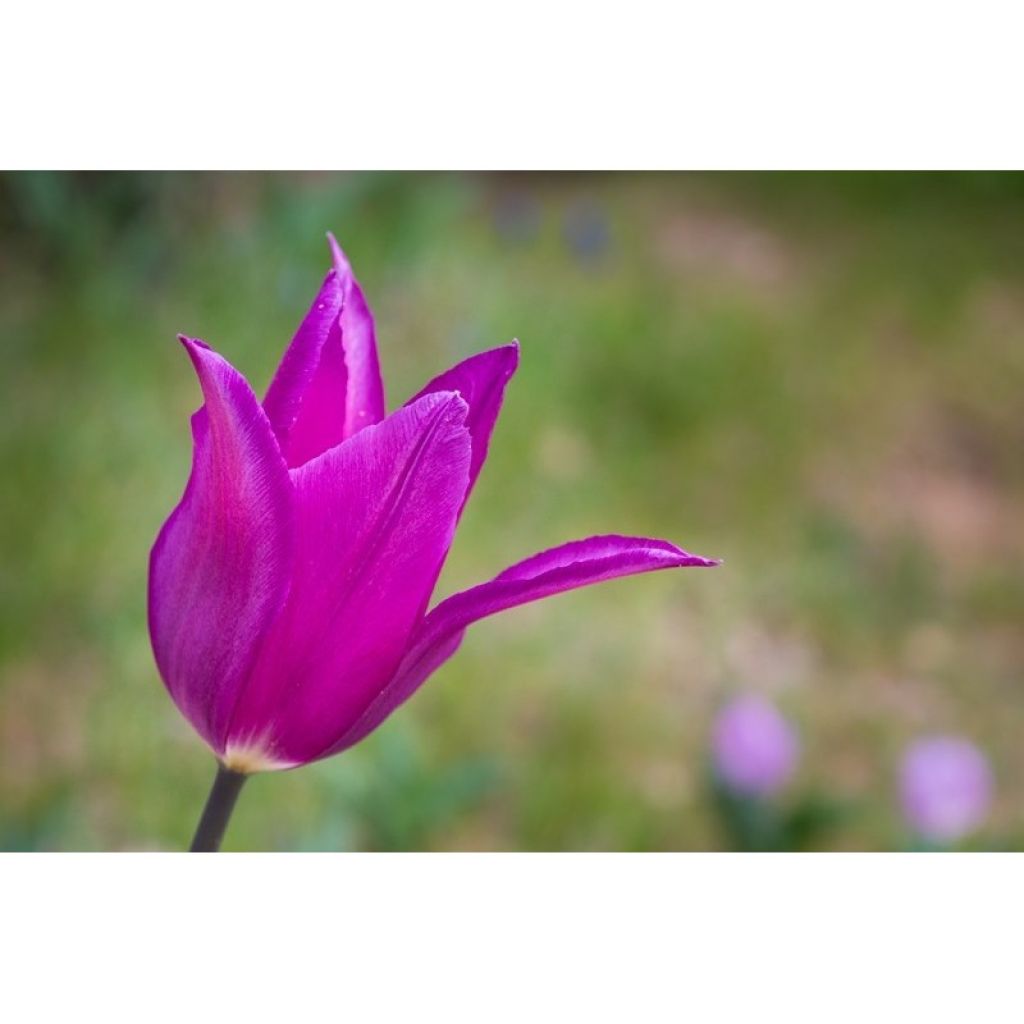 Lilienblütige Tulpe Burgundy