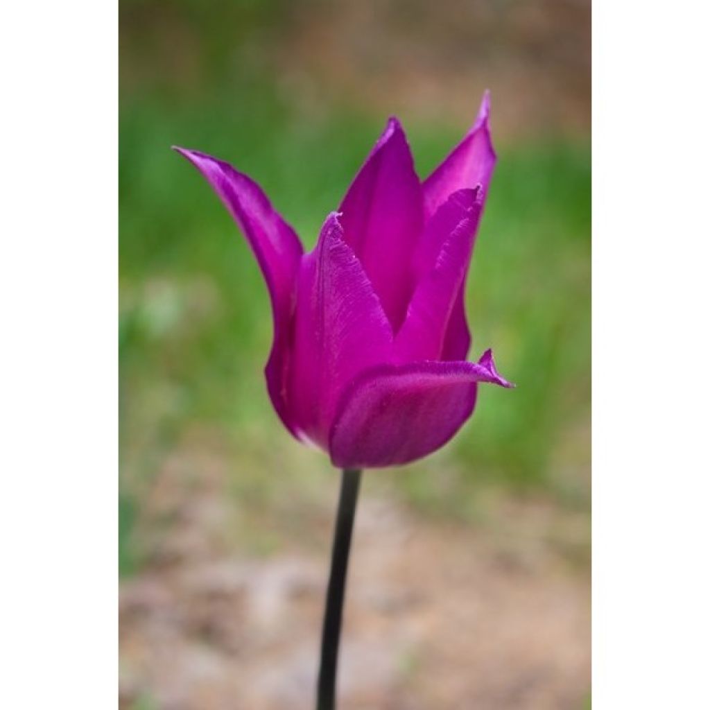 Lilienblütige Tulpe Burgundy