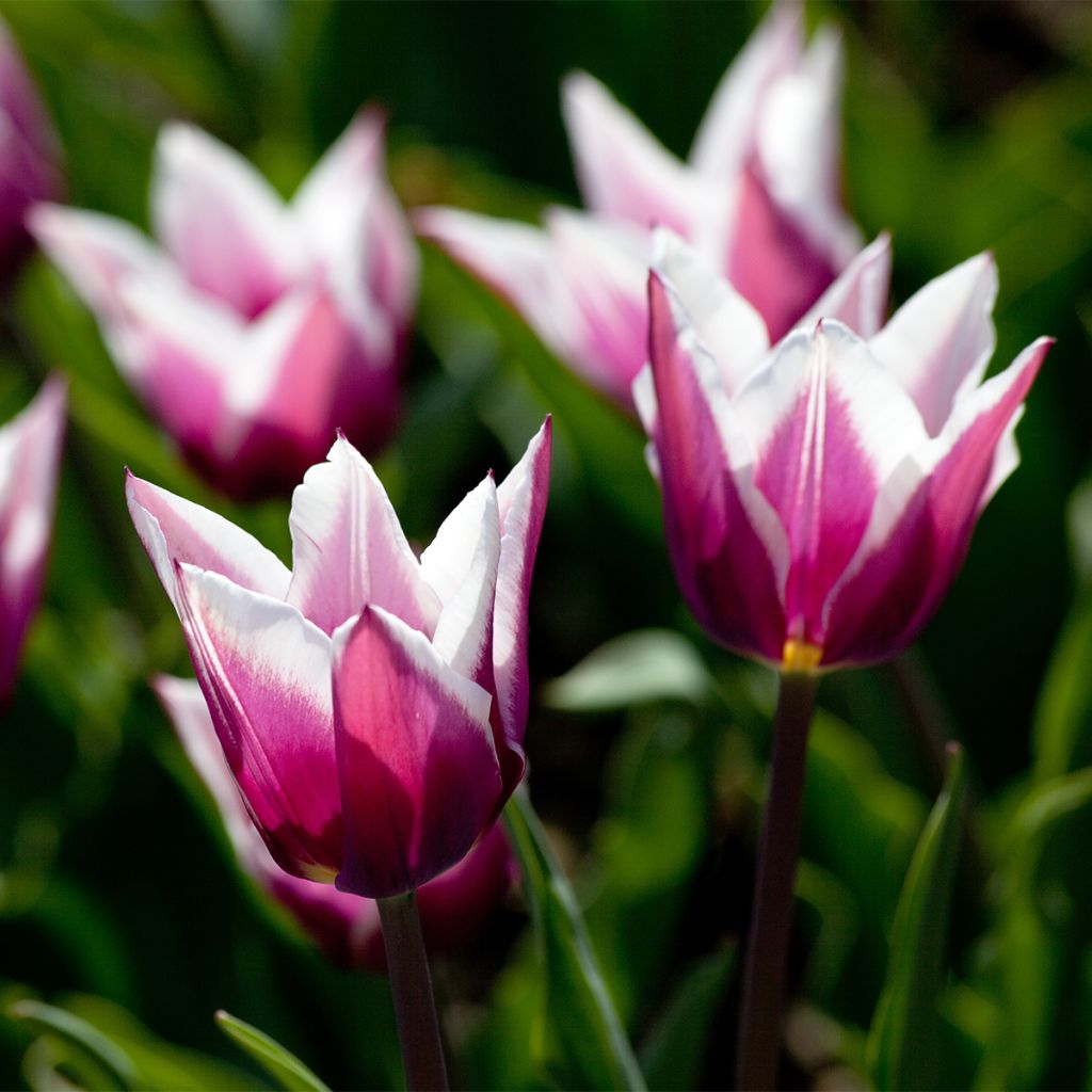 Lilienblütige Tulpe Claudia