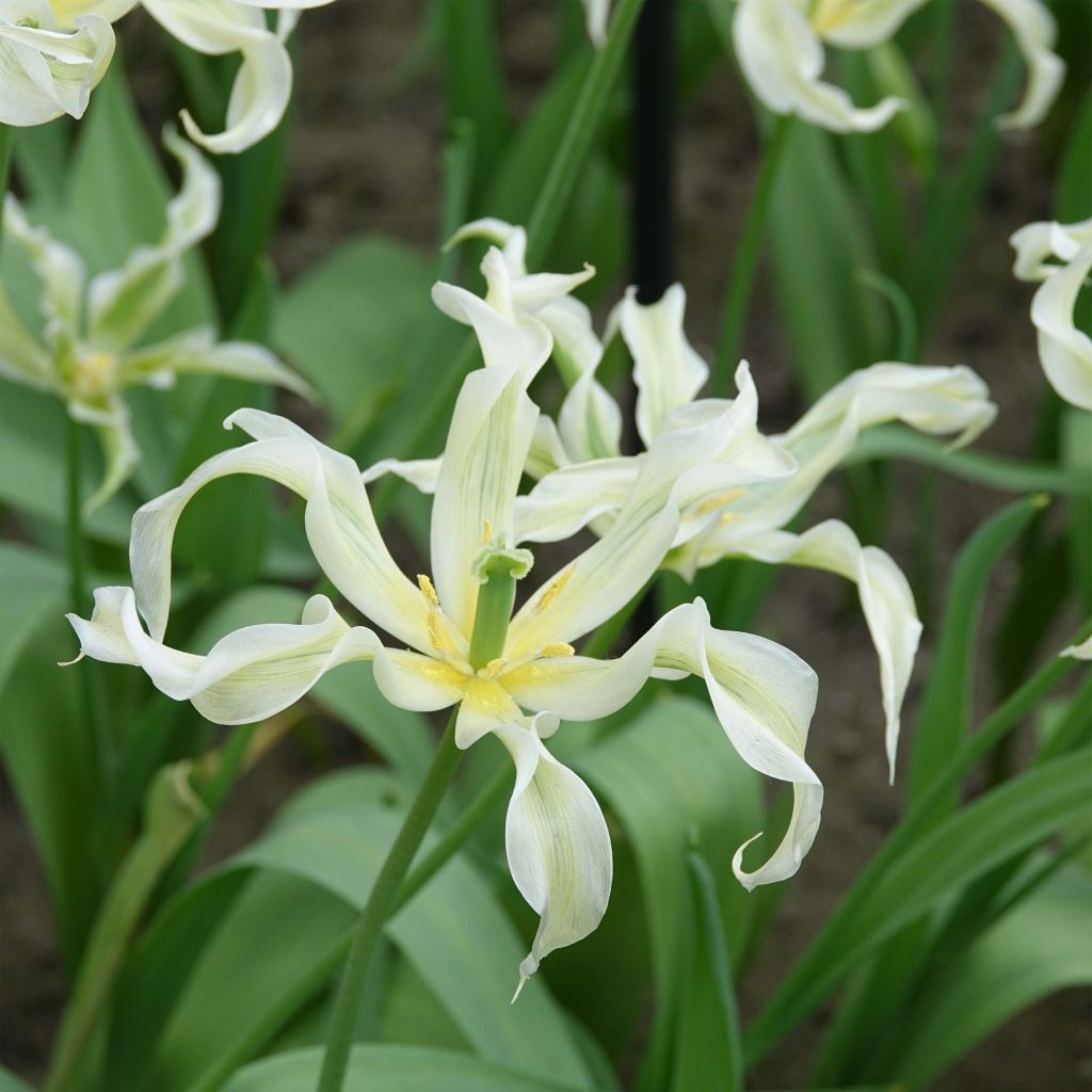 Lilienblütige Tulpe Green Dance