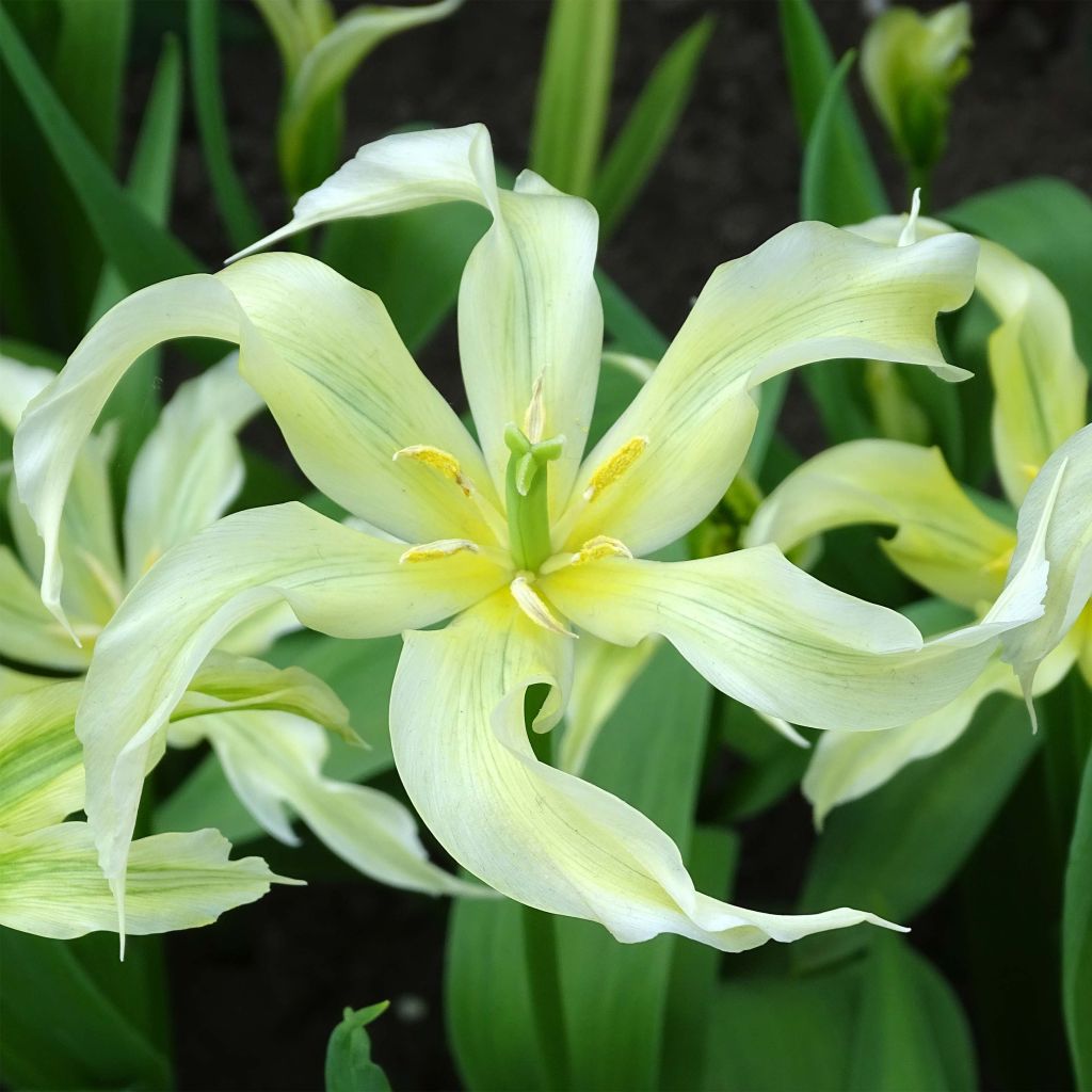 Lilienblütige Tulpe Green Dance