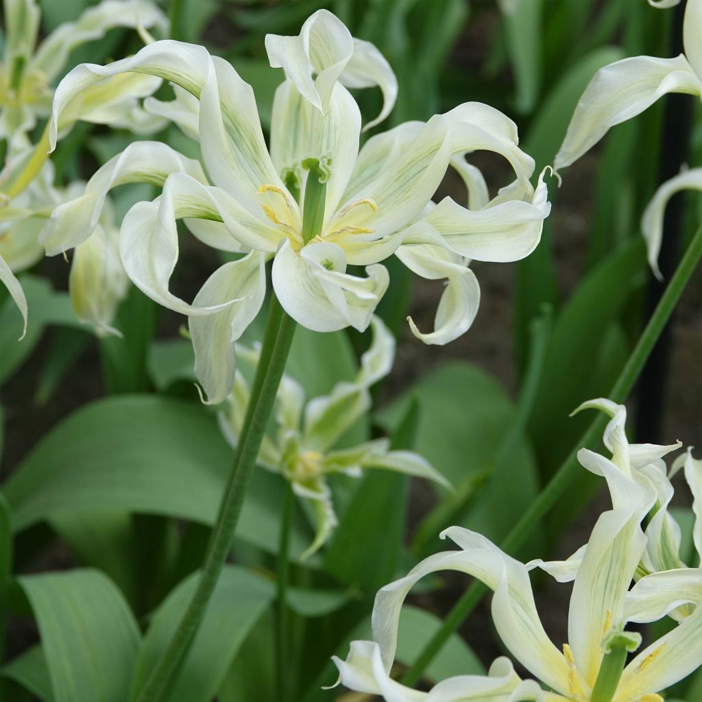 Lilienblütige Tulpe Green Dance