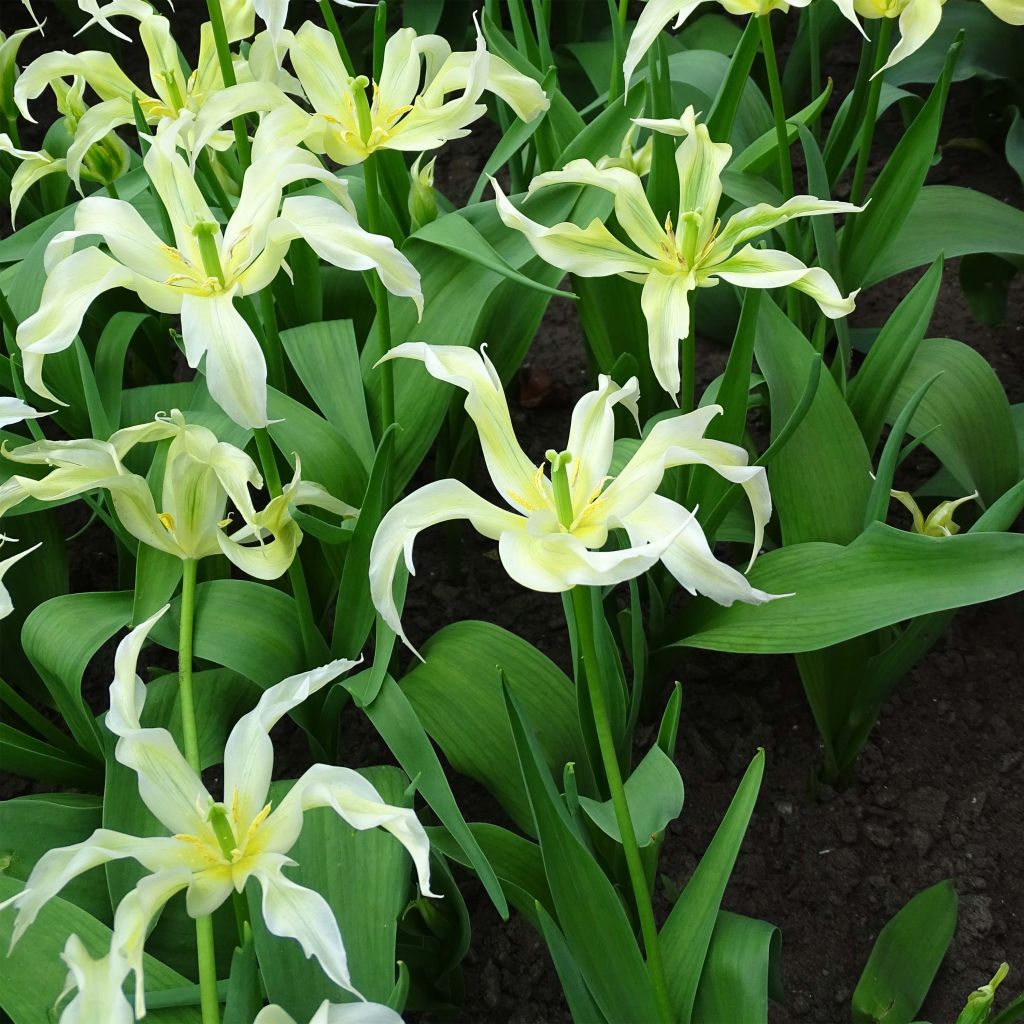 Lilienblütige Tulpe Green Dance