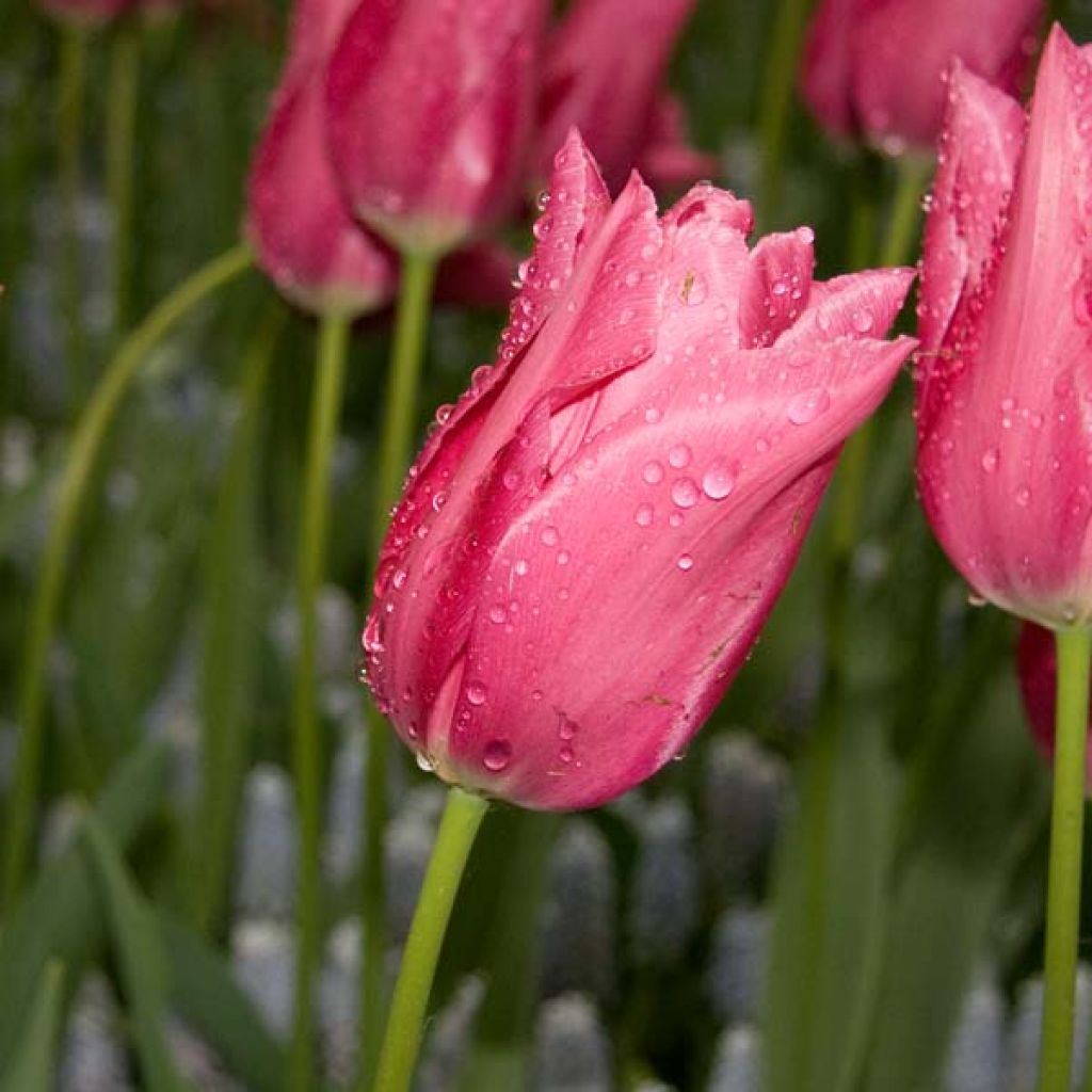 Lilienblütige Tulpe Maytime