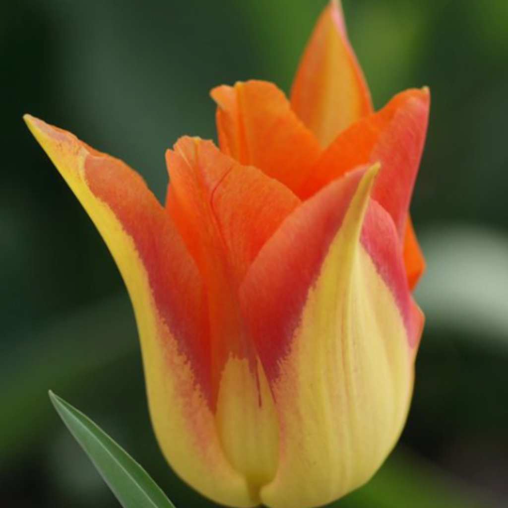 Lilienblütige Tulpe Moonblush