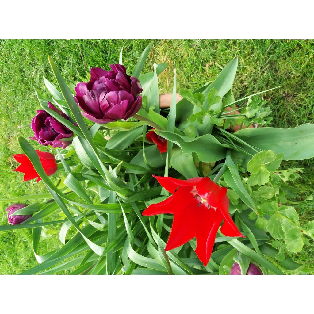 Lilienblütige Tulpe Red Shine