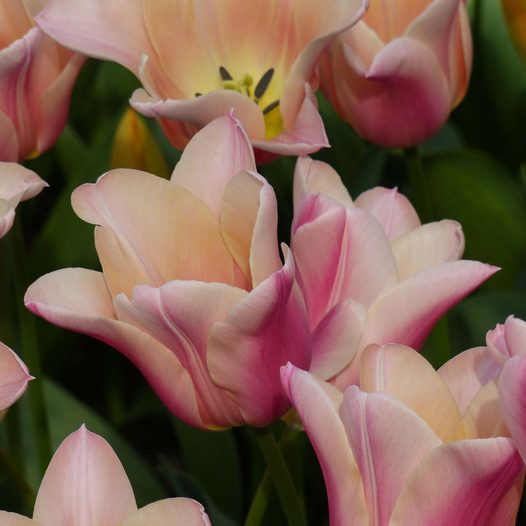 Lilienblütige Tulpe Sanne