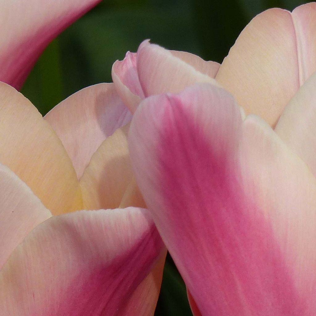 Lilienblütige Tulpe Sanne