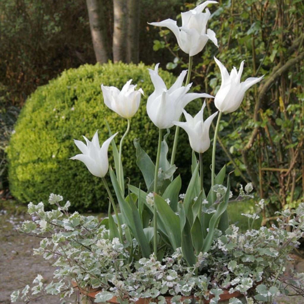 Tulipe Fleur de lis Sapporo