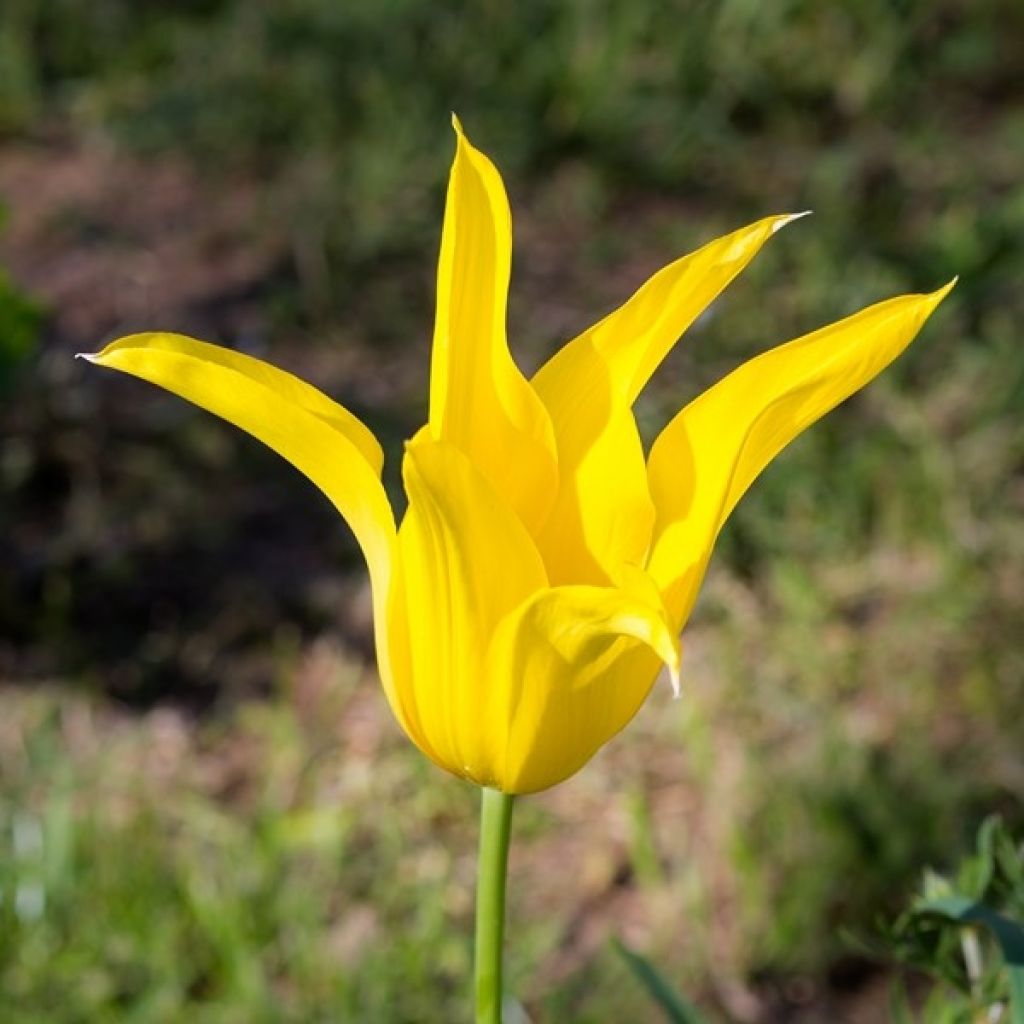 Lilienblütige Tulpe West Point