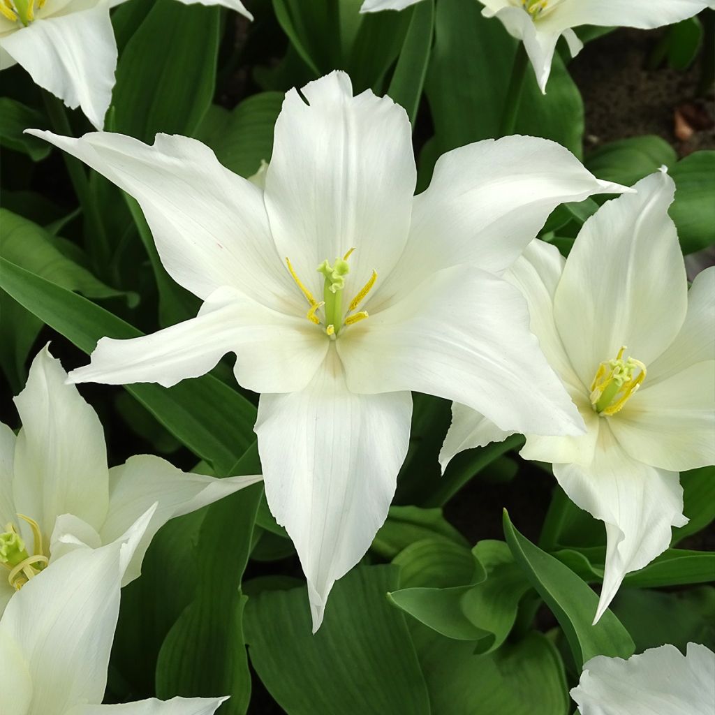 Tulipe Fleur de lys Très Chic