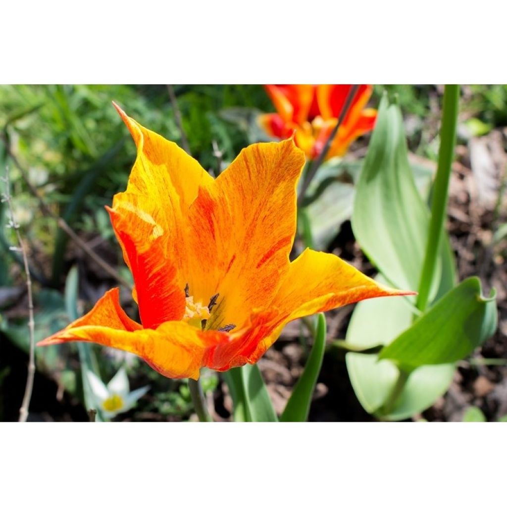 Lilienblütige Tulpe Vendée Globe