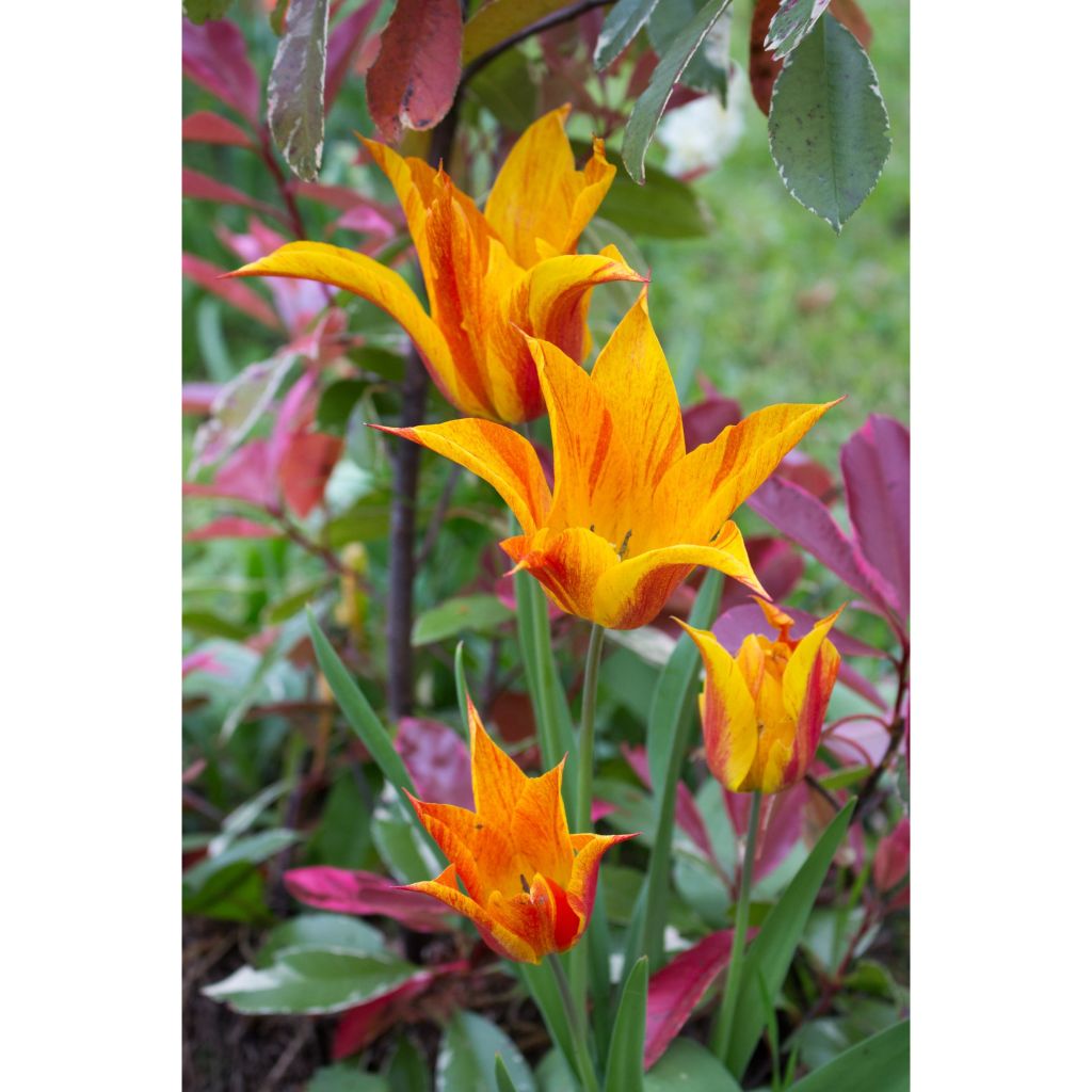 Lilienblütige Tulpe Vendée Globe